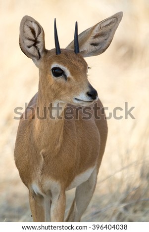 Steenbok Portrait, seen and pictured in several national parks in namibia, africa.