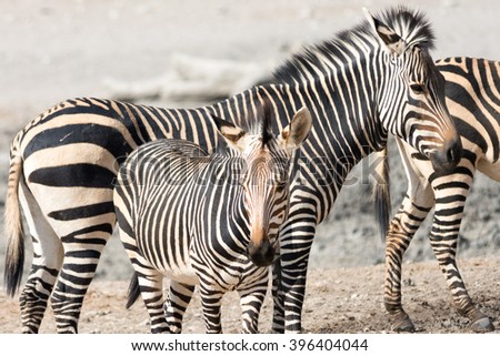 Zebra family with kitten, seen and pictured in several national parks in namibia, africa.