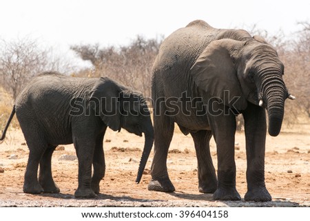 Group of elephants near waterhole, seen and pictured in several national parks in namibia, africa.