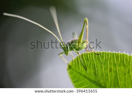 Amazing small green grasshopper on leaf . Close up