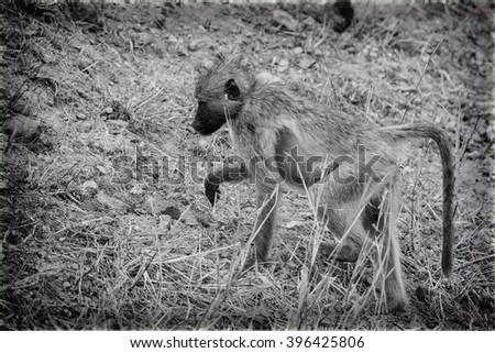 Vintage style image of a Baboon in the Hwange National Park, Zimbabwe