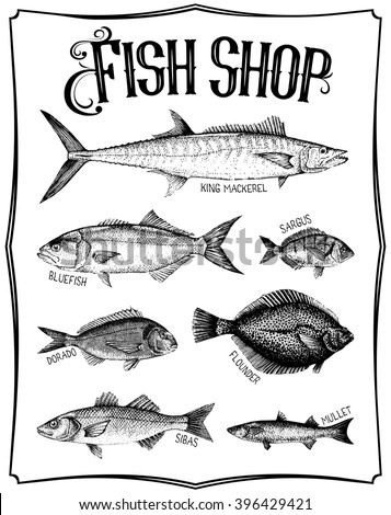 Vintage hand drawn vector poster with different type of fishes. Fish shop