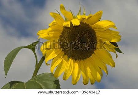 Sunflower closeup in front of blue sky background