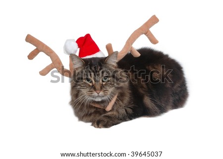 cute christmas cat deer
