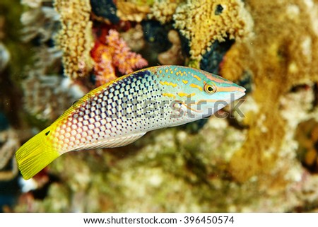 Tropical fish. Wonderful and beautiful underwater world with corals and tropical fish. Photo of a tropical Fish on a coral reef