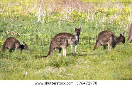 Some Australian  brown kangaroos macropus rufus grazing on a cloudy morning  in a paddock of green grass   after winter rains.  