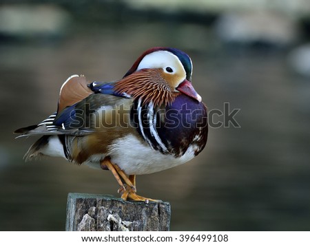 Beautiful Mandarin duck (aix galericulata) the exotic and colorful bird standing on the pole on blur blackground of steam behind
