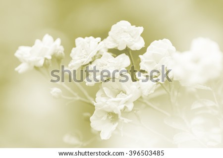 White roses in soft background made with color filters, unfocused