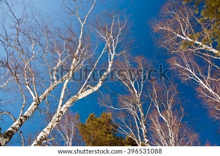 The treetops of russian birches in a sunny winter day