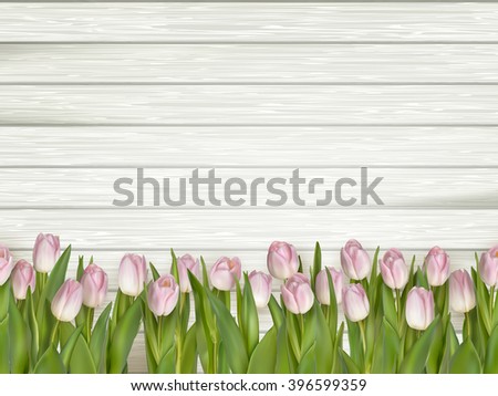 Pink tulips lying on wooden background white gray color. Flowers on wooden background. Pink tulips over shabby white wooden background. EPS 10 vector file included
