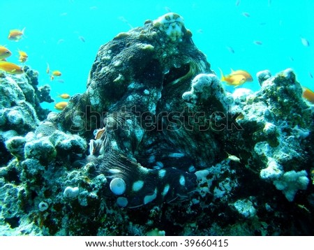 Camouflaged octopus