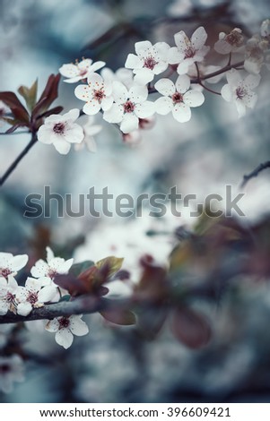 Colorful photo of wild tree blossoms on natural light and with selective focus. Short depth of field for dreamy soft background.