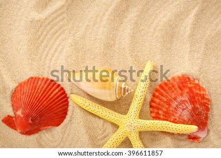 Fingerfish, seastar and seashells in sand closeup