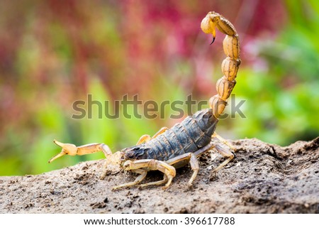 Scorpion in attack position