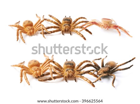 Rubber spider toy isolated