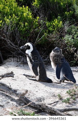 boulders beach penguin colony cape town south african