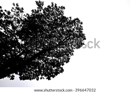 black and white picture style : branches of tree against the blue sky - copy space for your design