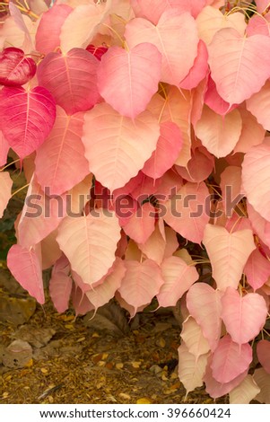 Bo leaves plenty of beautiful pink background like a heart, which is found in one of Thailand.