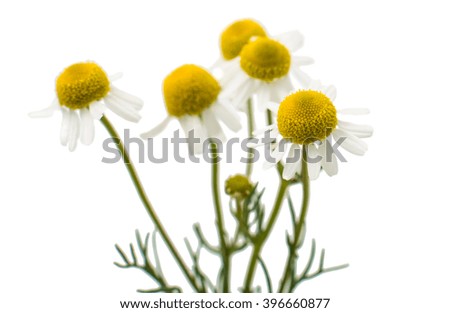 Medical daisy on a white background
