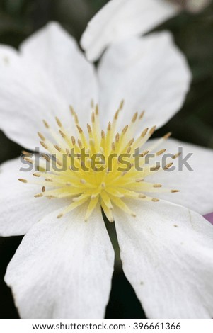 garden flowers in spring jasmine