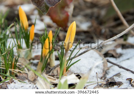 Yellow Crocus Chrysanthus Goldilocks