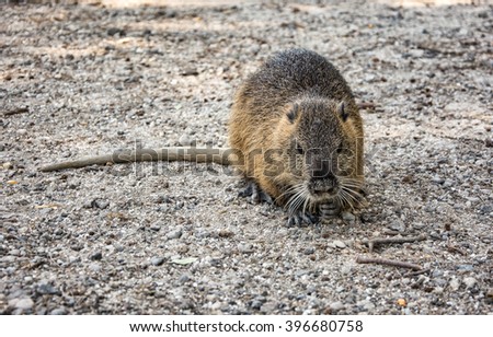 Colonia nutria farm. Nutria - a valuable agricultural industry for animal fur and meat growing
