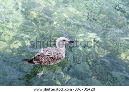 Seagull floating on the waves. Clear transparent turquoise water of  Adriatic Sea. Bay Gertsegnovska, Montenegro