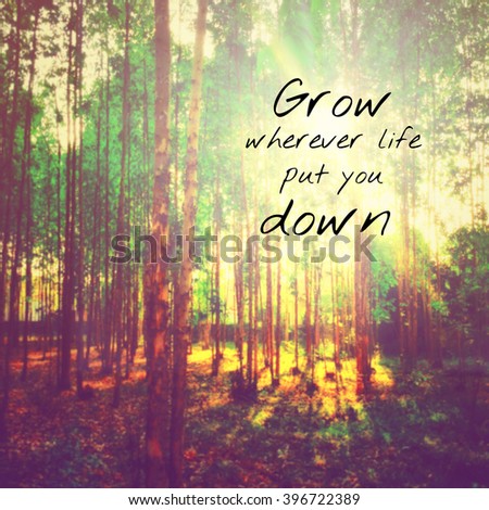Inspirational quote on blurred trees background with Instagram effect
