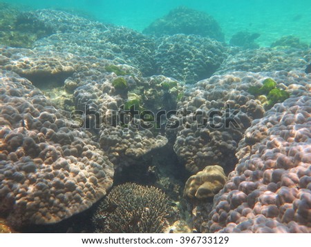 Mountain corals under the blue sea at Andaman Sea Thailand.stony corals.
