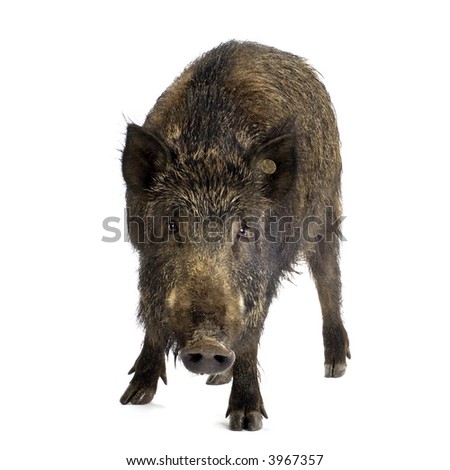 WILD BOAR IN FRONT OF A WHITE BACKGROUND Stock Photos and Images ...