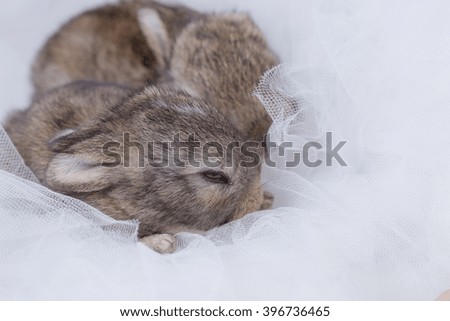 baby rabbit on cloth