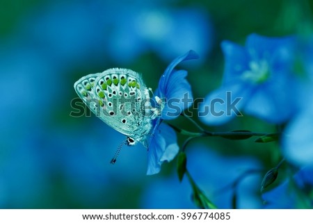 the butterfly in various colors, dreamy looks. natural abstract soft floral background.