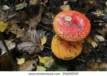 Red amanita in the forest