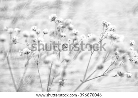 soft white gypsophila flowers on abstract blurred background. beautiful blur when taking pictures