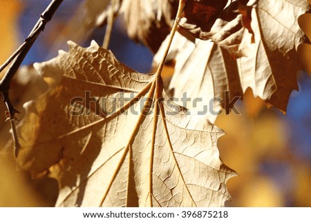 Colors of Autumn, leaves with beautiful bokeh