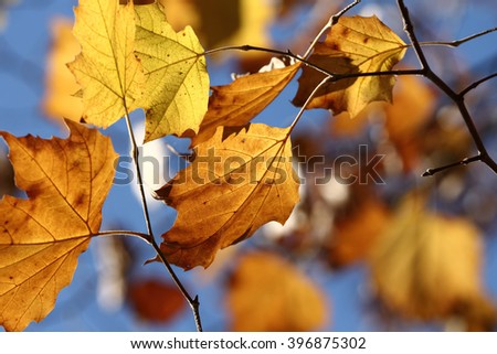 Colors of Autumn, leaves with beautiful bokeh