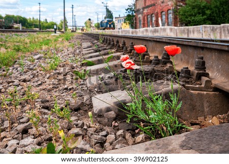 Red poppies growing next to the railroad