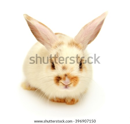 White young lop-eared rabbit isolated on white background