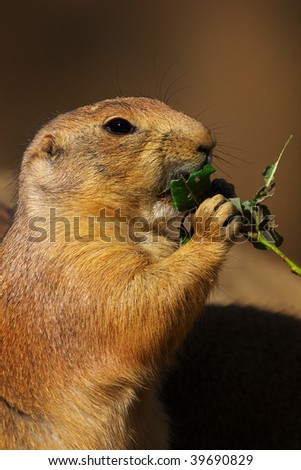 Portrait of a prairie dog eating a leaf from a twig