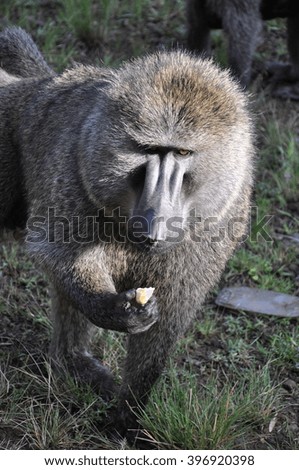 A baboon eating banana 