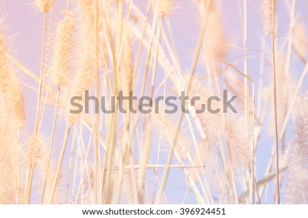 Flowers grass blurred bokeh background with color filters