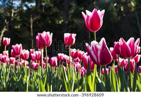 Beautiful tulip flower in the garden