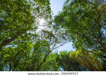 Tree canopy of a tropical rain forest in Malaysia