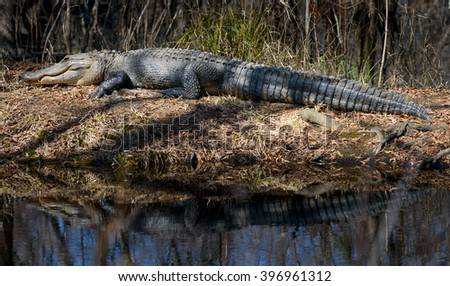 American Alligator Reflection