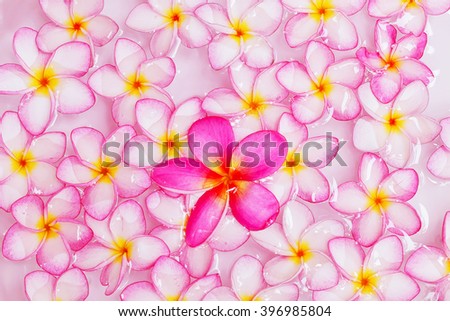  Plumeria flower wet on water for beautiful background