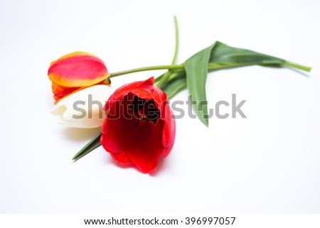 Tulip. Color tulips, bouquet of tulips, tulips isolated, tulips in bouquet, beautiful tulips, colorful tulips, tulips petals, tulips on white, isolated tulips on white background. Tulips for card.