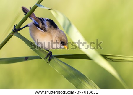 Little cute bird. Natural habitat. Green Background. Bird: Bearded Reedling. Panurus biarmicus.