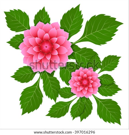 Dahlia pink flower. Vector illustration