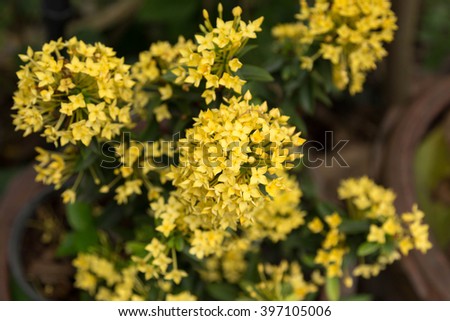 yellow spike flowers