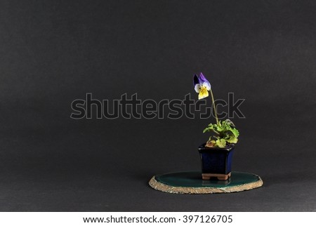 Pansy or viola tricolor in small vase blue bonsai. It is used as the accompanying plant with bonsai trees. Tall vase cm. 2.5. (1 inch).